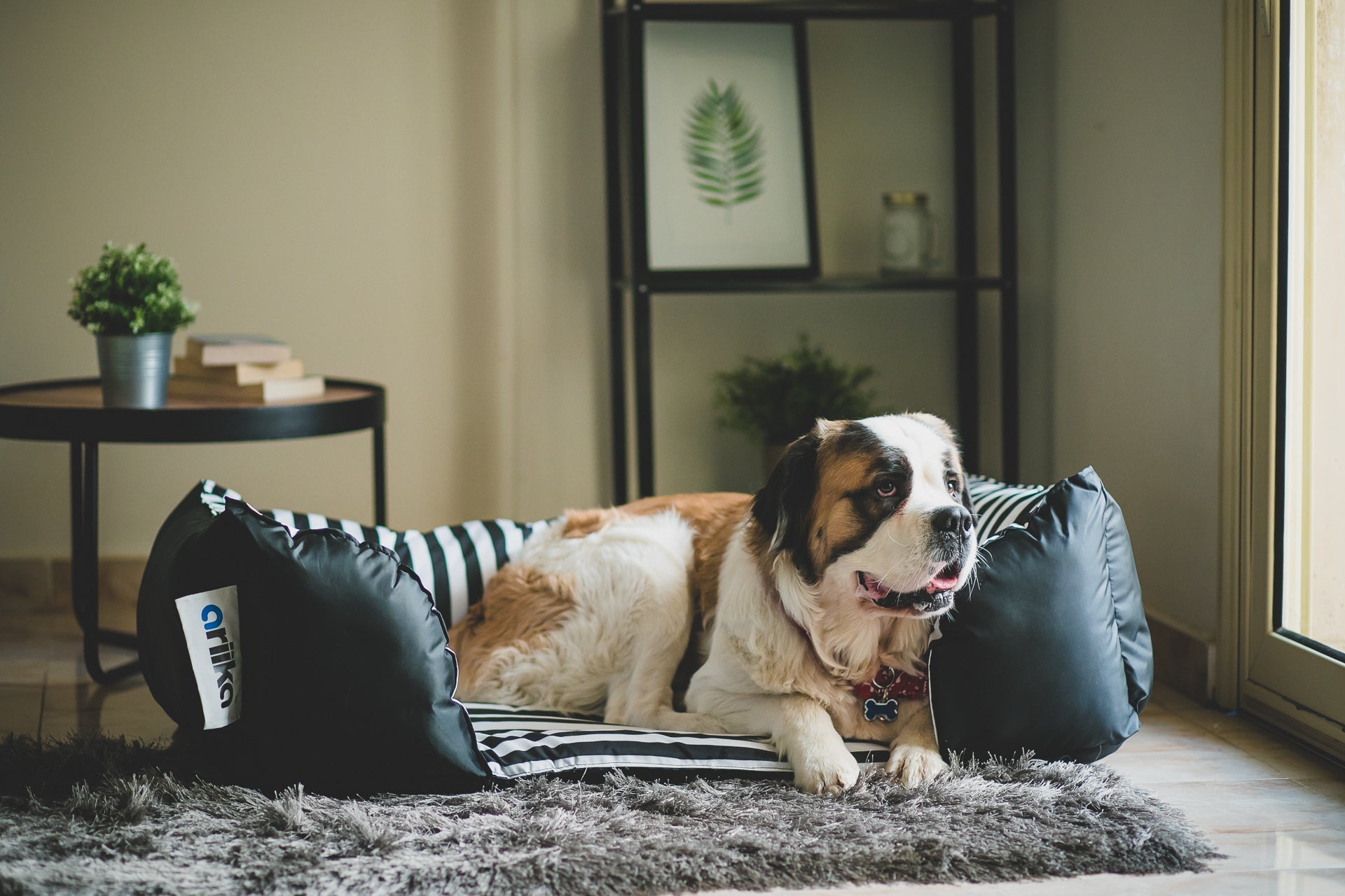 Mike Pet Bed